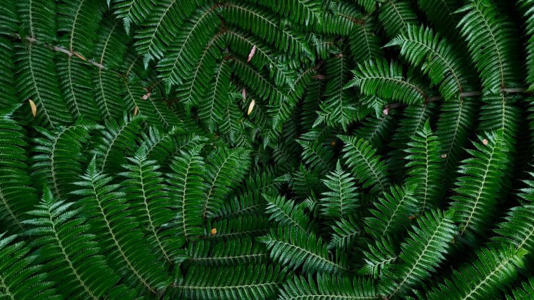 Ferns